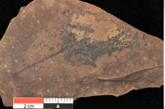 Foto (Detailsansicht) von Quercus palaeoilex Ettingshausen (NHMW-GEO-2024-0188-0900)